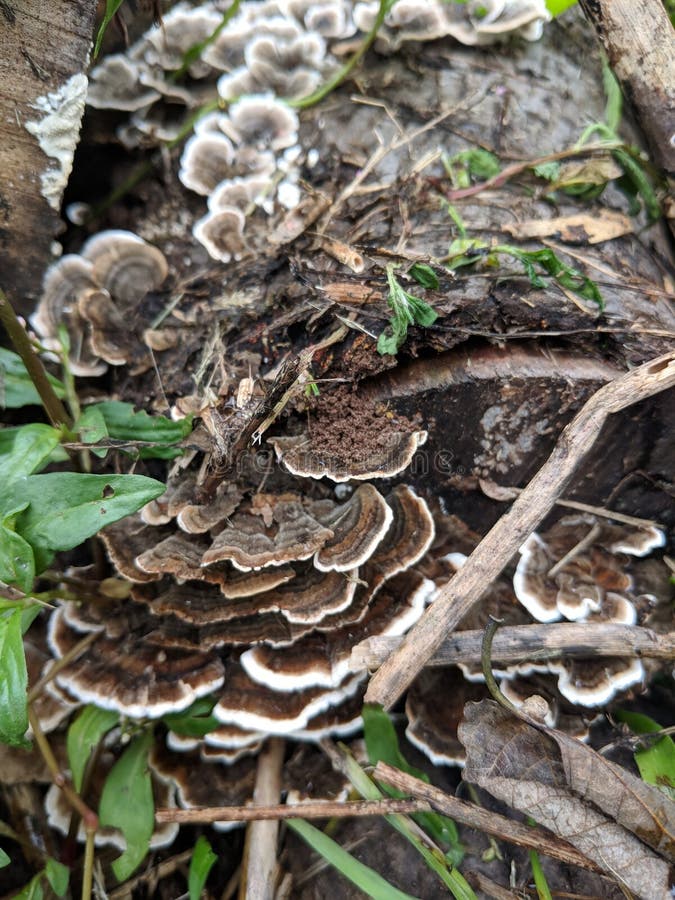 Wilde de staartpaddestoelen van Turkije stock foto Wilde de staartpaddestoelen van Turkije stock foto