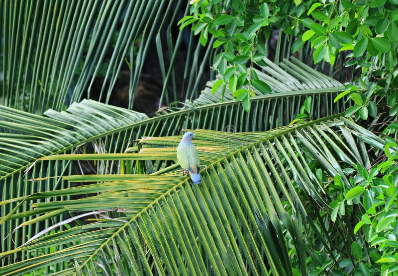 Wilde dik-Gefactureerde Groene Duif die op het Kokospalmblad neerstrijken, Thailand royalty-vrije stock foto's Wilde dik-Gefactureerde Groene Duif die op het Kokospalmblad neerstrijken, Thailand royalty-vrije stock foto's