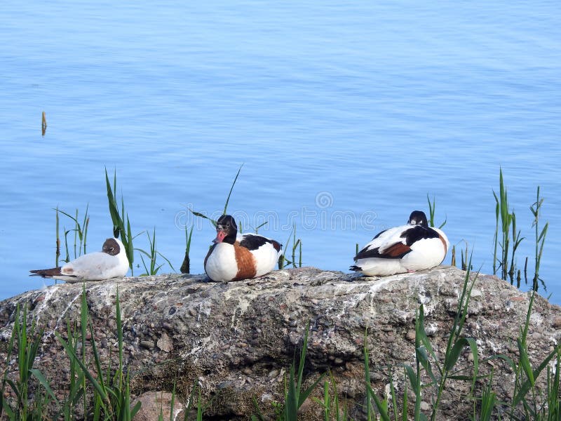 Wilde eend die op steen dichtbij water rusten stock foto Wilde eend die op steen dichtbij water rusten stock foto