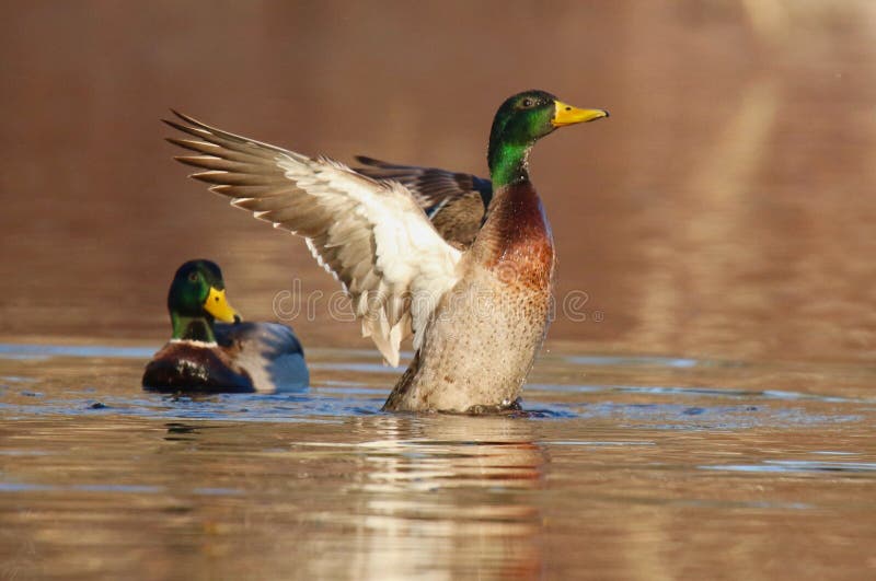 Wilde eend Duck Evening Wing Flap royalty-vrije stock foto Wilde eend Duck Evening Wing Flap royalty-vrije stock foto