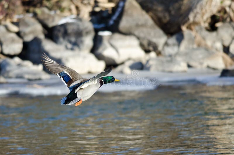 Wilde eend Duck Flying Over de Bevroren de Winterrivier royalty-vrije stock fotografie Wilde eend Duck Flying Over de Bevroren de Winterrivier royalty-vrije stock fotografie