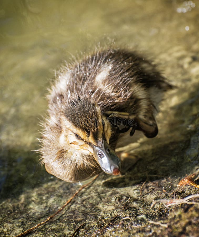 Wilde eend platyrhynchos van eendje†„Ana stock foto Wilde eend platyrhynchos van eendje†„Ana stock foto