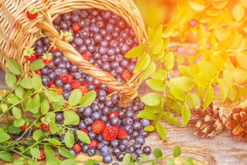 Wilde frische Beeren Blaubeere und Erdbeere in einem Korb im Sonnenlicht zerstreut draußen lizenzfreie stockbilder Wilde frische Beeren Blaubeere und Erdbeere in einem Korb im Sonnenlicht zerstreut draußen lizenzfreie stockbilder