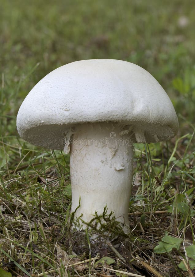 One Horse Field Mushroom in the Wild. One Horse Field Mushroom in the Wild