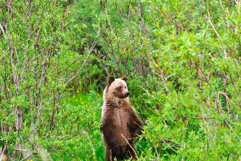 Wild Grizzly Bears, mother and cub, Kananaskis Country Alberta Canada. Wild Grizzly Bears, mother and cub, Kananaskis Country Alberta Canada