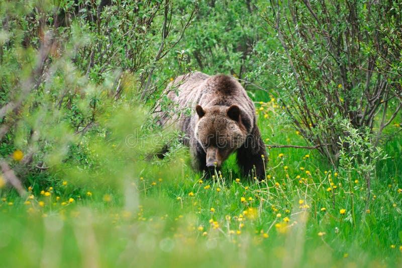 Wild Grizzly Bears, mother and cub, Kananaskis Country Alberta Canada. Wild Grizzly Bears, mother and cub, Kananaskis Country Alberta Canada