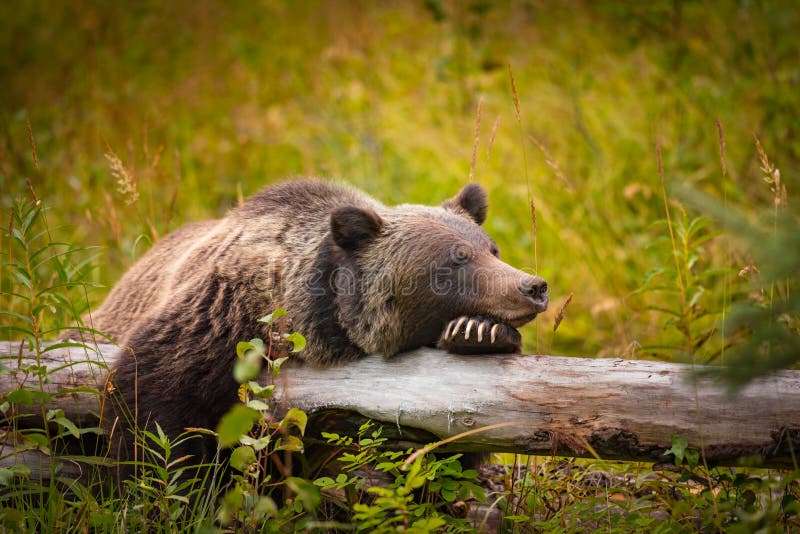 Wild Eastern Slopes Grizzly bear taking a rest in a mountain forest in summer Banff National Park Alberta Canada. Wild Eastern Slopes Grizzly bear taking a rest in a mountain forest in summer Banff National Park Alberta Canada