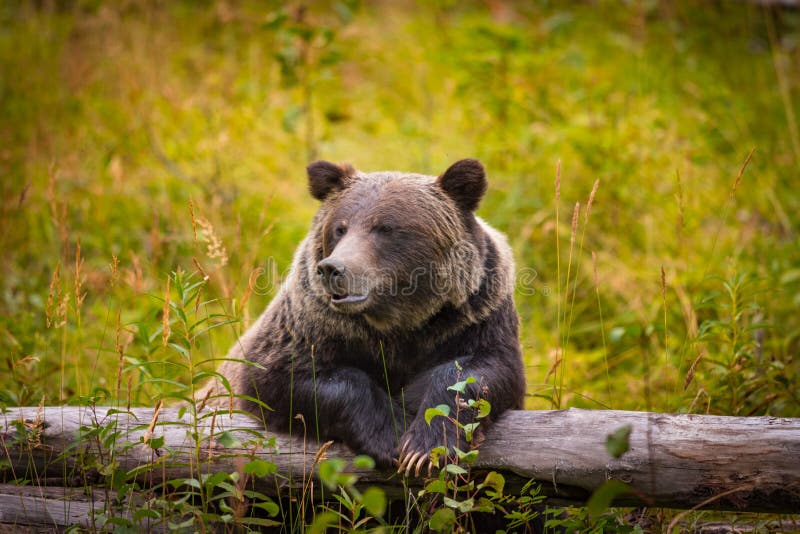 Wild Eastern Slopes Grizzly bear taking a rest in a mountain forest in summer Banff National Park Alberta Canada. Wild Eastern Slopes Grizzly bear taking a rest in a mountain forest in summer Banff National Park Alberta Canada