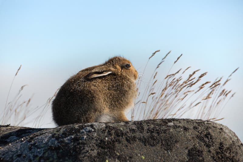 Wilde Hasen Alpine Hasen/Lepus Timidus-Nahaufnahme im Sommer Pelage sitzt auf den Steinen unter dem Sonnenlicht vor dem hintergru lizenzfreies stockfoto