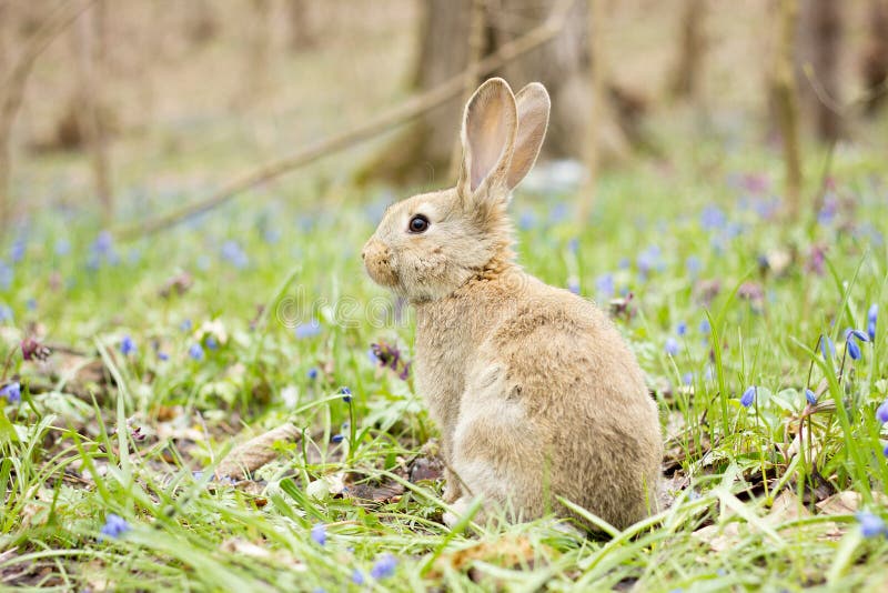 Wilde Hasen Auf Einer Blühenden Wiese Im Frühjahr Osterhase Im