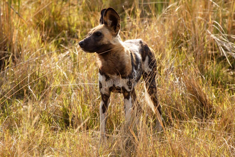 Wilde Hond - Okavango-Delta - Moremi N P stock fotografie Wilde Hond - Okavango-Delta - Moremi N P stock fotografie