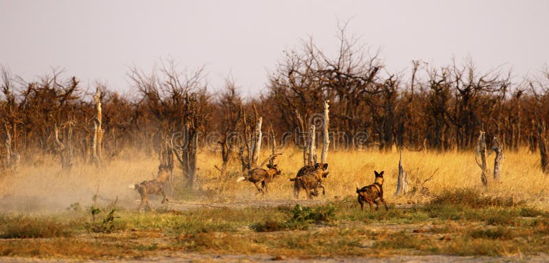 Wilde Honden die & van Bevlekte Hyena's vechten achtervolgen stock fotografie Wilde Honden die & van Bevlekte Hyena's vechten achtervolgen stock fotografie