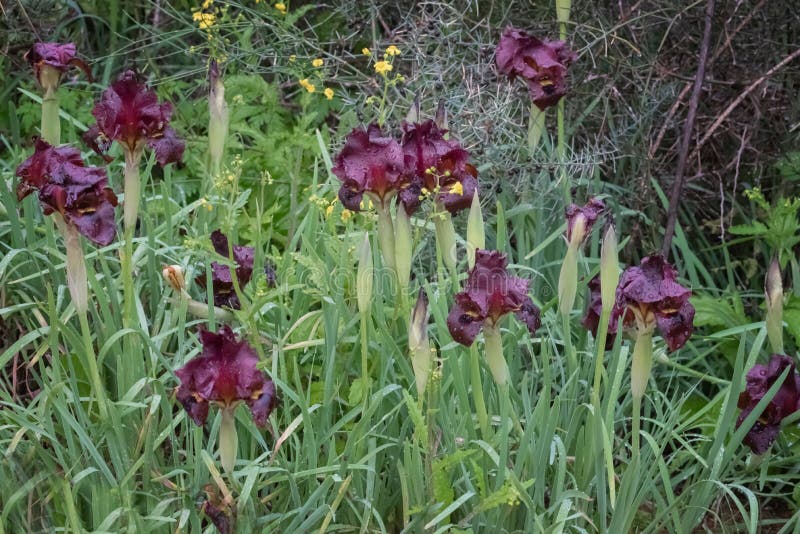 Wilde Iris, Iris atropurpurea, die Küsteniris Blumen von Dunkelheitsschatten von rotbraunem, Burgunder, dunkles Purpur zum schwär stockfotografie Wilde Iris, Iris atropurpurea, die Küsteniris Blumen von Dunkelheitsschatten von rotbraunem, Burgunder, dunkles Purpur zum schwär stockfotografie