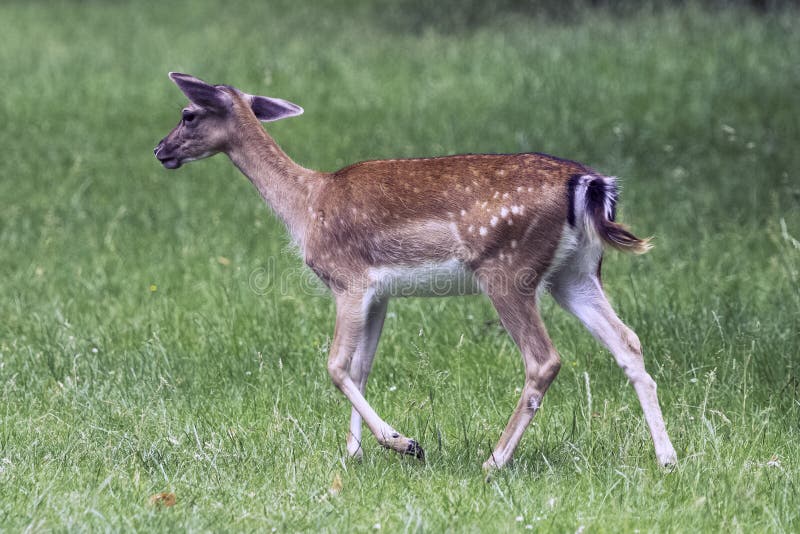 Wilde jonge herten - Londen, het Verenigd Koninkrijk royalty-vrije stock foto Wilde jonge herten - Londen, het Verenigd Koninkrijk royalty-vrije stock foto