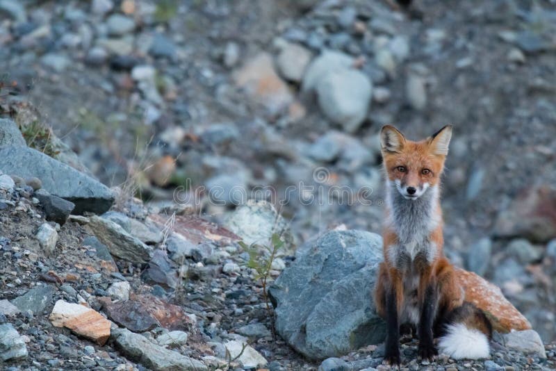 Wilde jonge rode vos in het natuurlijke plaatsen bij de Gebieden van het schemernoordwesten stock afbeelding Wilde jonge rode vos in het natuurlijke plaatsen bij de Gebieden van het schemernoordwesten stock afbeelding