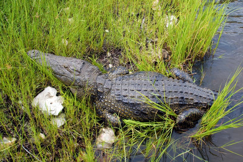 Wild crocodile in Zambezi river(Zimbabwe). Wild crocodile in Zambezi river(Zimbabwe)