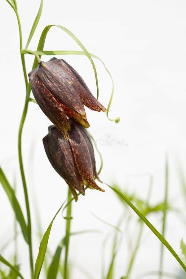 Spring wild flower Fritillaria Ussuriensis(Liliaceae). Spring. It grows in the Primorskiy Kray. Russia. Object is not isolated. Spring wild flower Fritillaria Ussuriensis(Liliaceae). Spring. It grows in the Primorskiy Kray. Russia. Object is not isolated.