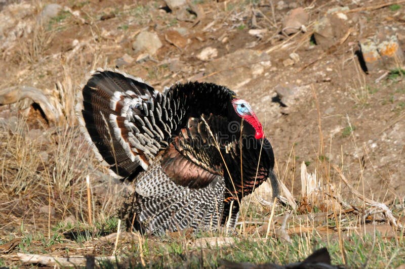 Wilde Merriam Tom Turkey Strutting royalty-vrije stock afbeelding Wilde Merriam Tom Turkey Strutting royalty-vrije stock afbeelding