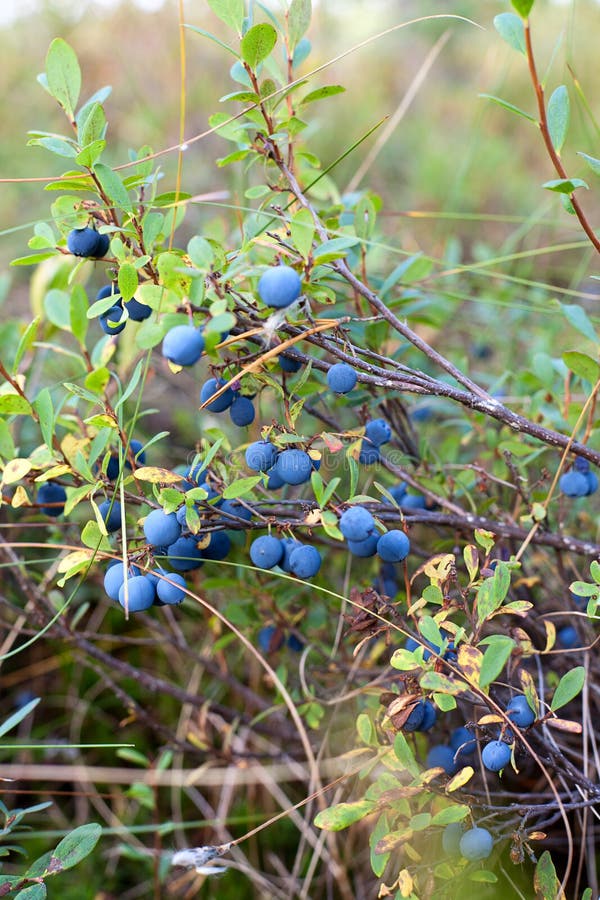 Wilde Blaubeeren stockfoto. Bild von voll, korb, versammlung 26676552