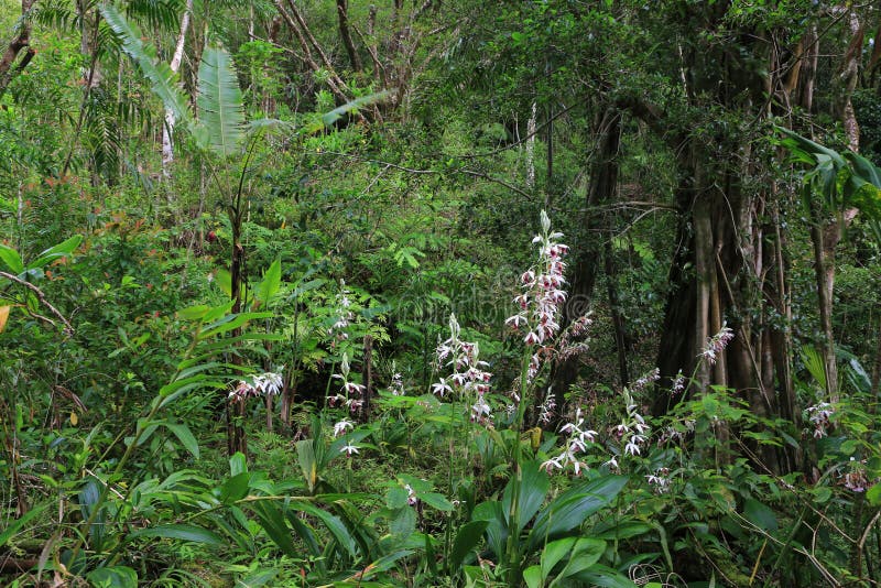 Wilde Nonne ` S Orchidee Im Regenwald, Oahu, Hawaii Stockbild Bild