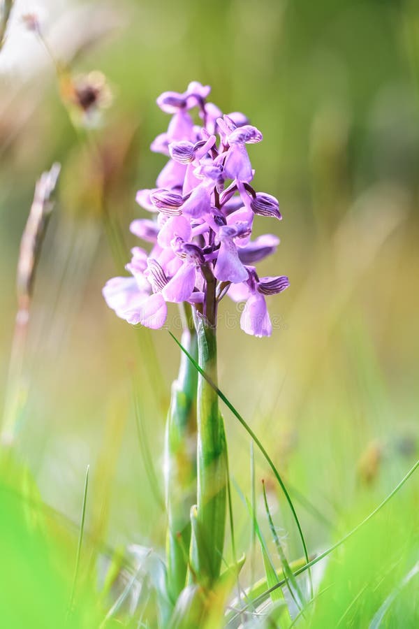 Wilde Orchidee stockfotos Wilde Orchidee stockfotos