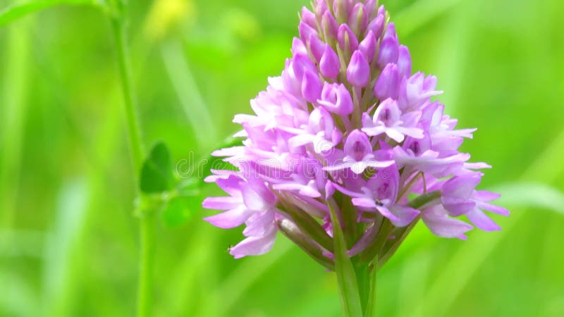 Wilde orchideeën pyramidale orchidee anacamptis pyramidalis