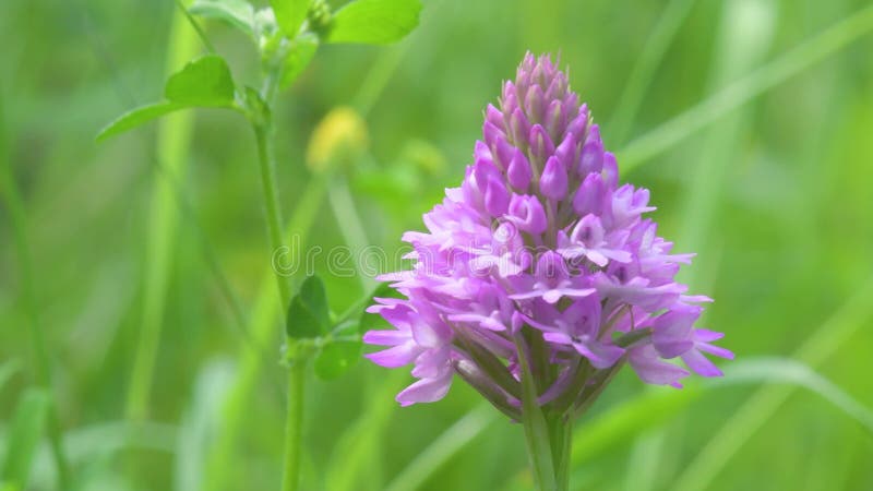 Wilde orchideeën pyramidale orchidee anacamptis pyramidalis