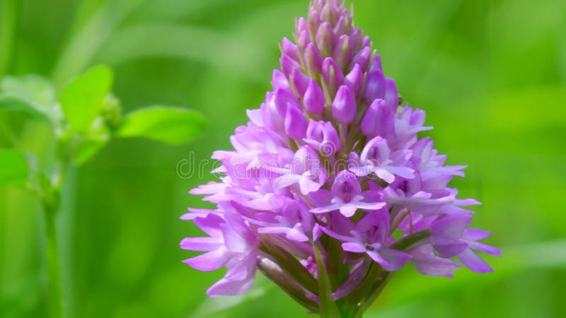 Wilde orchideeën pyramidale orchidee anacamptis pyramidalis