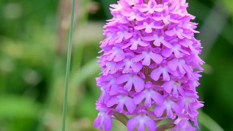 Wilde orchideeën pyramidale orchidee anacamptis pyramidalis