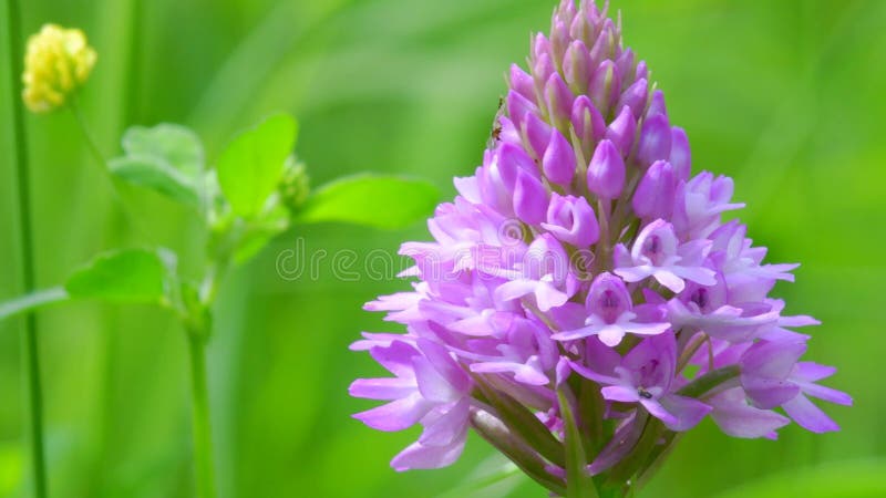 Wilde orchideeën pyramidale orchidee anacamptis pyramidalis