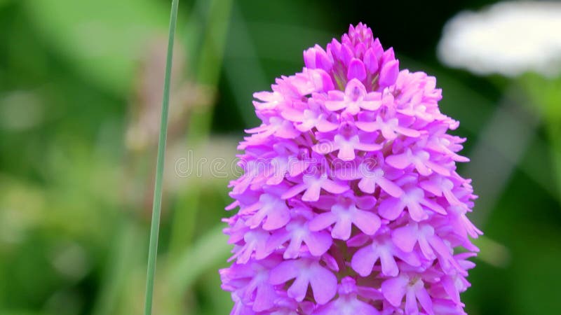 Wilde orchideeën pyramidale orchidee anacamptis pyramidalis