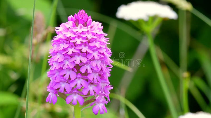 Wilde orchideeën pyramidale orchidee anacamptis pyramidalis