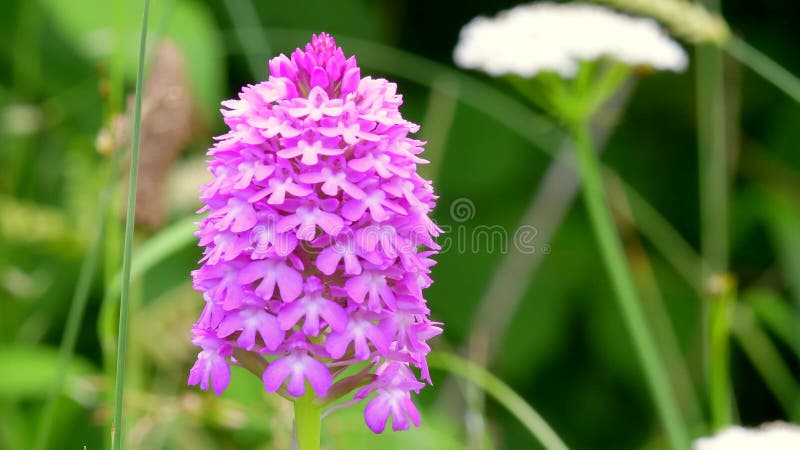 Wilde orchideeën pyramidale orchidee anacamptis pyramidalis