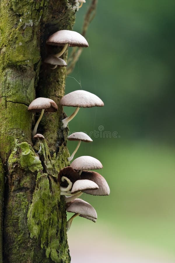 Wild mushroom growing on a decaying tree trunk. Wild mushroom growing on a decaying tree trunk