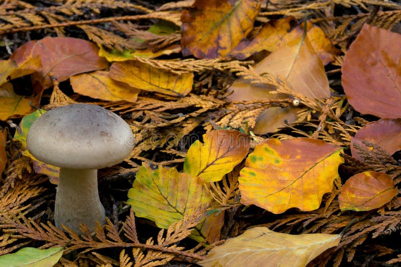 Wild mushroom on a forest floor during autumn. Wild mushroom on a forest floor during autumn.