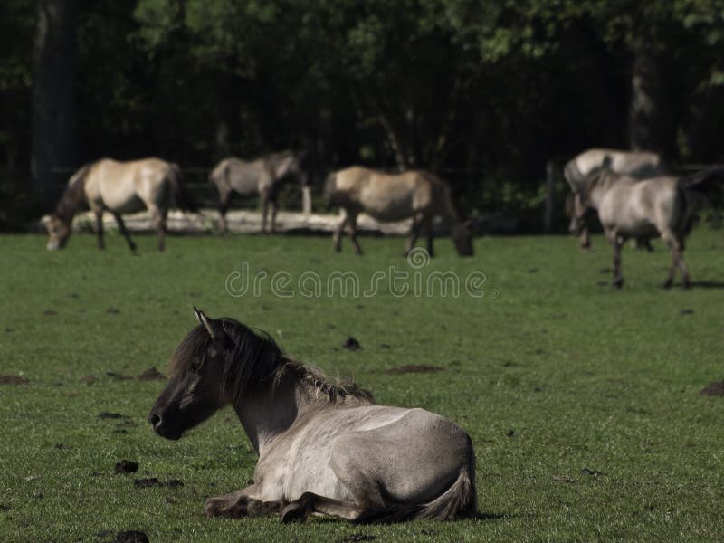 deutsche pferde stockfoto bild von fohlen pferde pferd