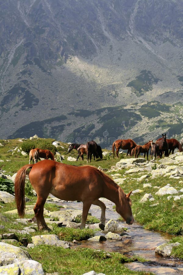 Wilde Pferde auf Bachquerneigung II lizenzfreie stockfotografie Wilde Pferde auf Bachquerneigung II lizenzfreie stockfotografie
