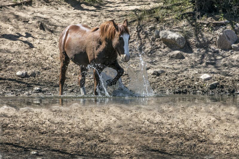 Wilde Pferde auf dem Salt River, Tonto-staatlicher Wald lizenzfreie stockbilder Wilde Pferde auf dem Salt River, Tonto-staatlicher Wald lizenzfreie stockbilder