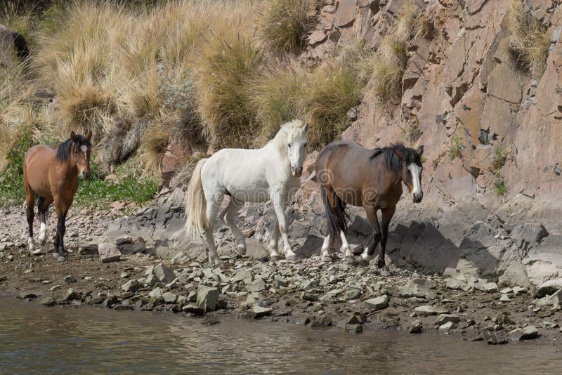Wilde Pferde, die entlang den Salt River Arizona gehen stockbild Wilde Pferde, die entlang den Salt River Arizona gehen stockbild