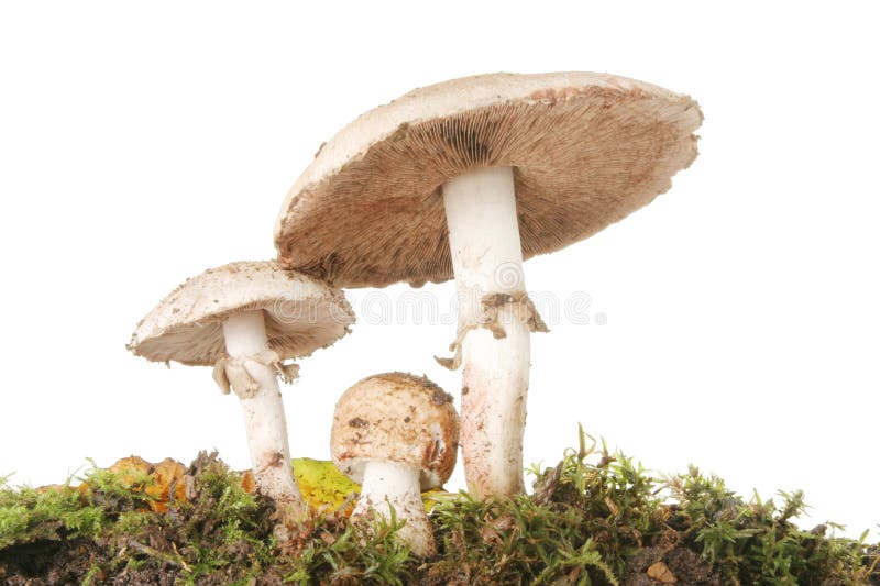 Wilde Pilze stockbild Wilde Pilze stockbild