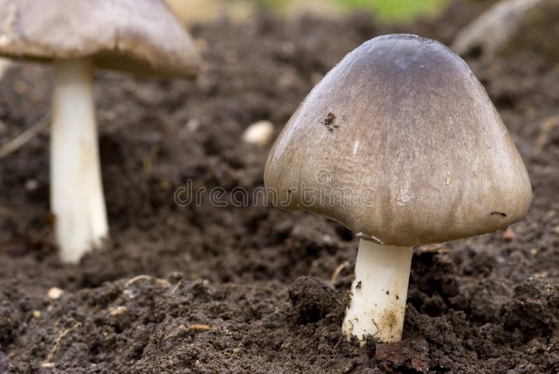 Wilde Pilze stockbild. Bild von garten, wild, gift, nahrung 18362675