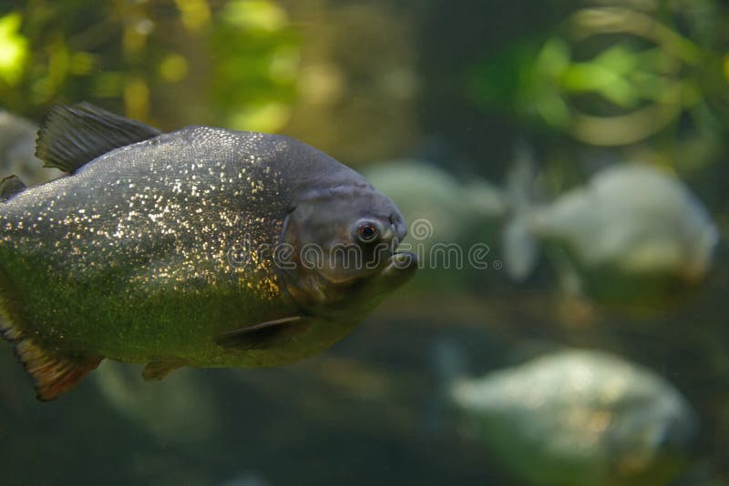Piranhanahaufnahmeaquarium stockfoto. Bild von umwelt 93143124