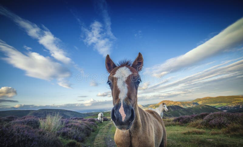Wilde Pony Foal Portrait Close Up stock foto's Wilde Pony Foal Portrait Close Up stock foto's