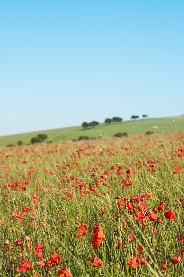 Wilde Poppy Field in Zomer stock fotografie Wilde Poppy Field in Zomer stock fotografie