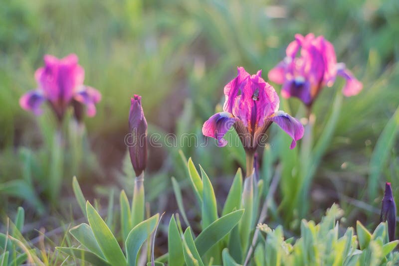 Spring wildflowers wallpaper with blossoming purple and magenta iris. Spring wildflowers wallpaper with blossoming purple and magenta iris