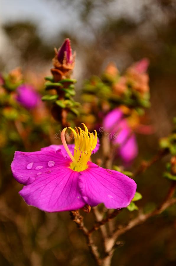 Wilde purpurrote Blüte am regnerischen Morgen stockbild Wilde purpurrote Blüte am regnerischen Morgen stockbild