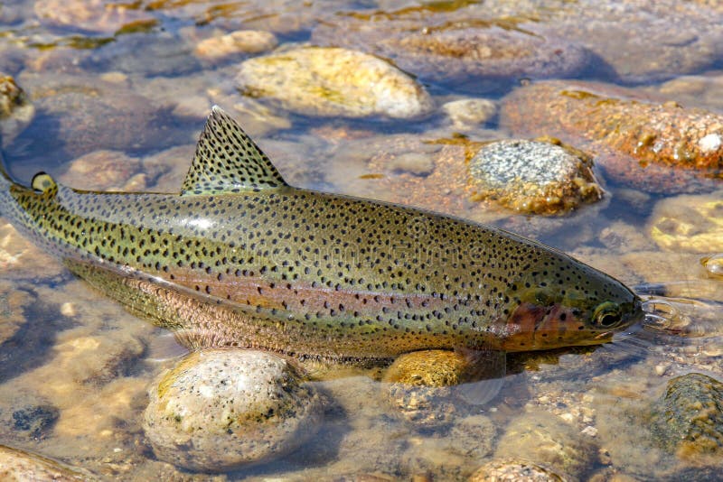 Wilde Regenbogenforelle in Idaho stockfoto
