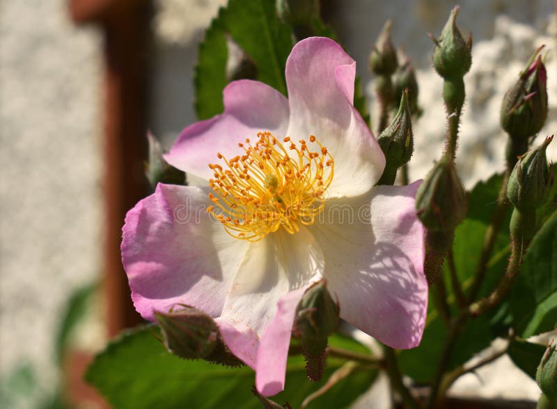 Wilde Rose lizenzfreie stockfotografie Wilde Rose lizenzfreie stockfotografie