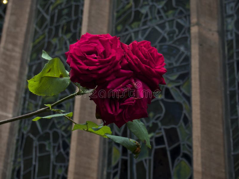 Wilde rote Rosen vor Buntglasfenster lizenzfreies stockbild Wilde rote Rosen vor Buntglasfenster lizenzfreies stockbild