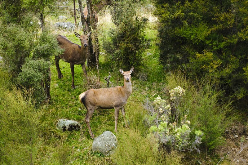 Wilde rote Rotwild in Neuseeland stockfotografie Wilde rote Rotwild in Neuseeland stockfotografie